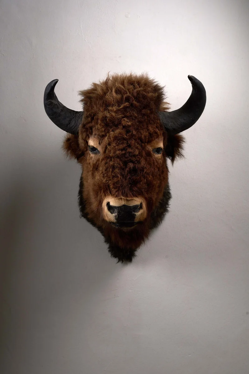 Wall-Mounted Taxidermy Bison Head