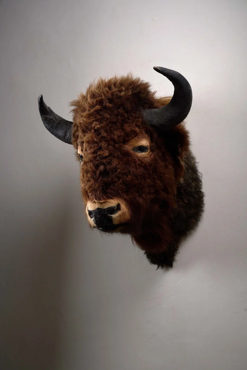 Wall-Mounted Taxidermy Bison Head