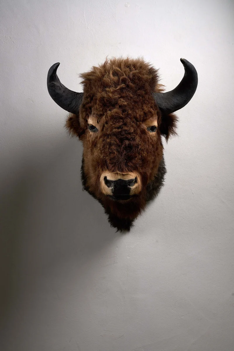 Wall-Mounted Taxidermy Bison Head