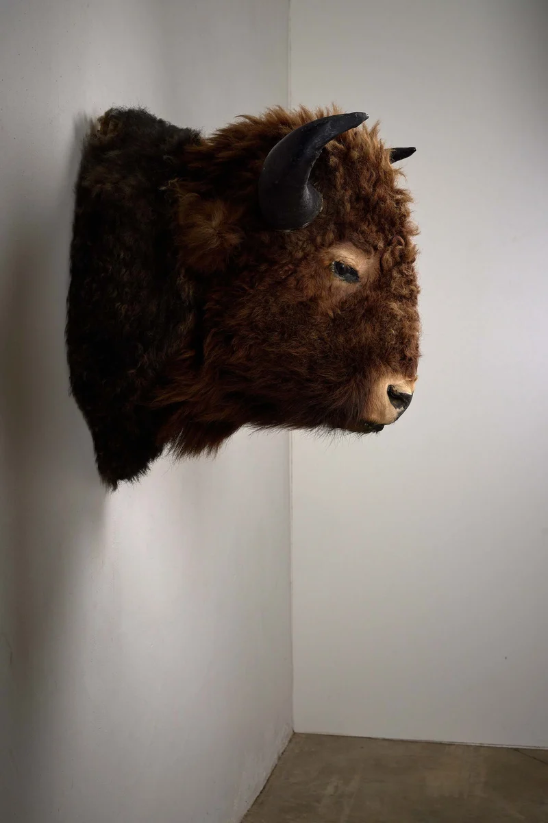 Wall-Mounted Taxidermy Bison Head
