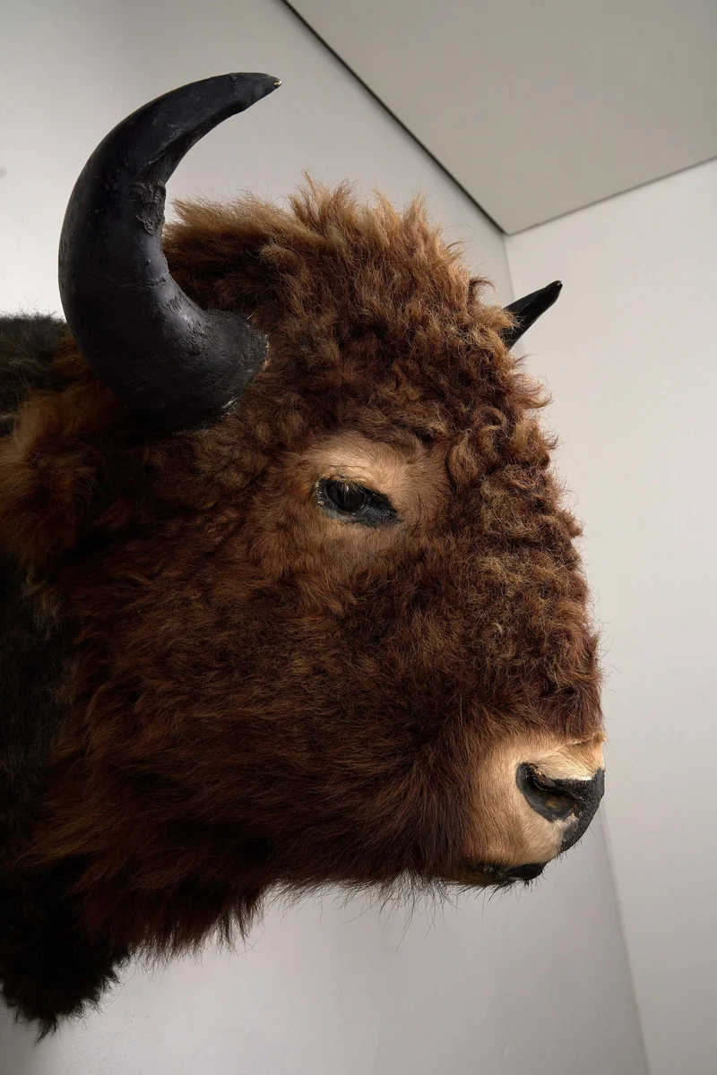 Wall-Mounted Taxidermy Bison Head