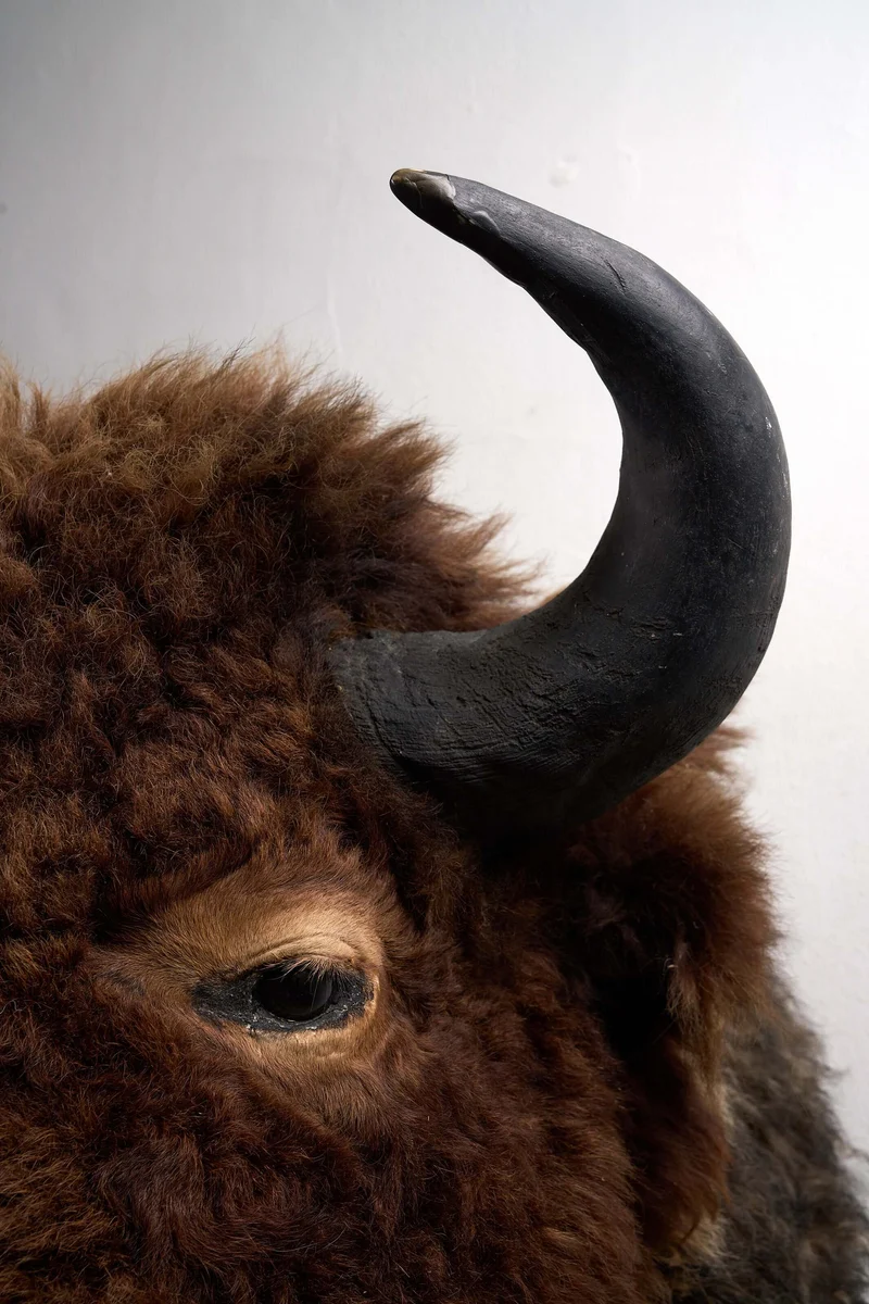 Wall-Mounted Taxidermy Bison Head