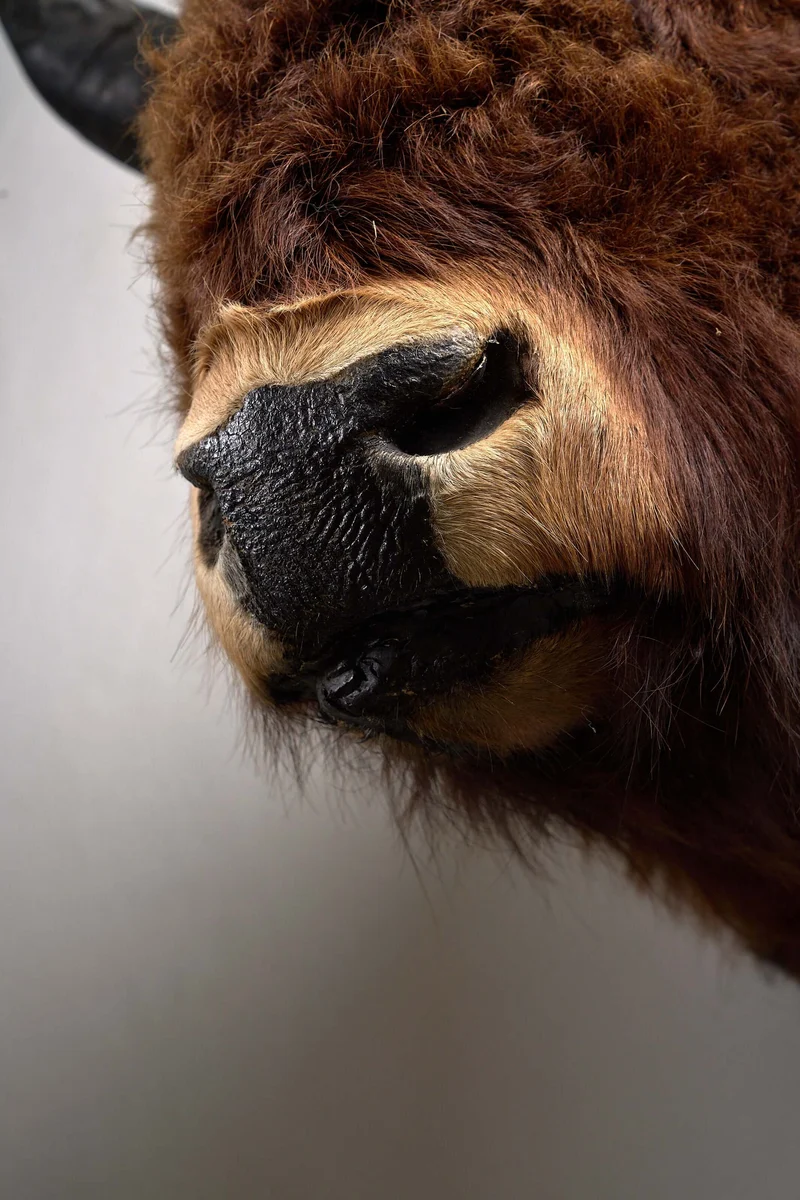 Wall-Mounted Taxidermy Bison Head