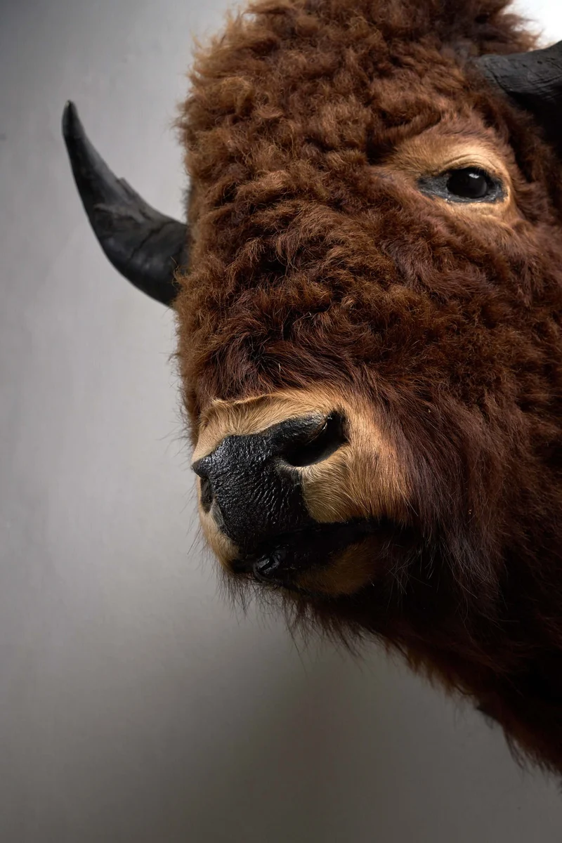 Wall-Mounted Taxidermy Bison Head