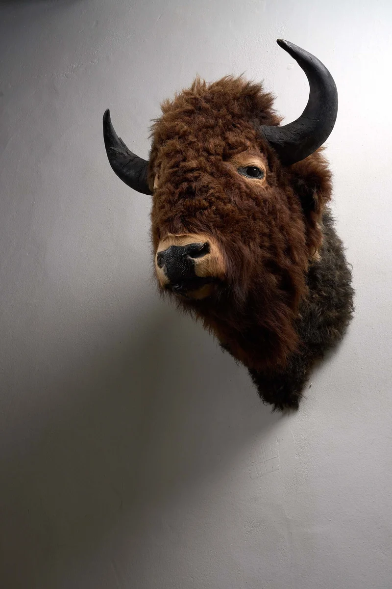 Wall-Mounted Taxidermy Bison Head