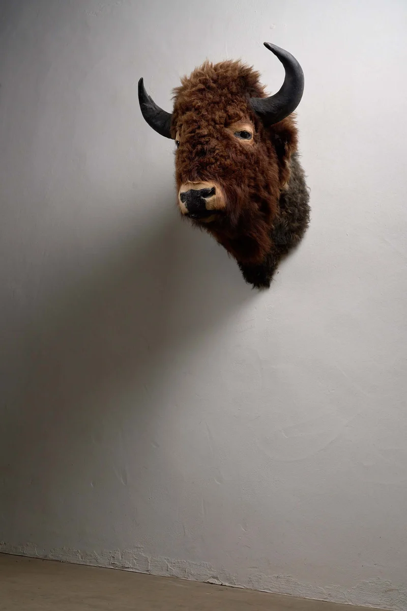Wall-Mounted Taxidermy Bison Head