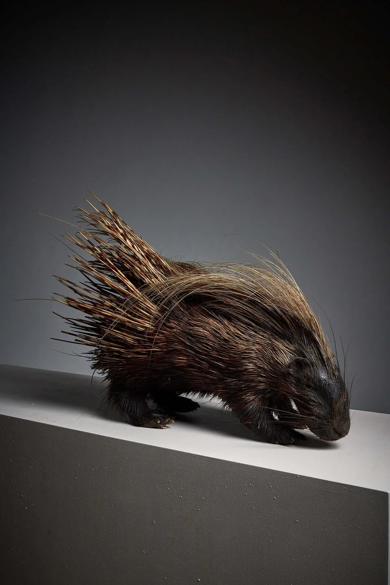 Antique Porcupine Taxidermy Display