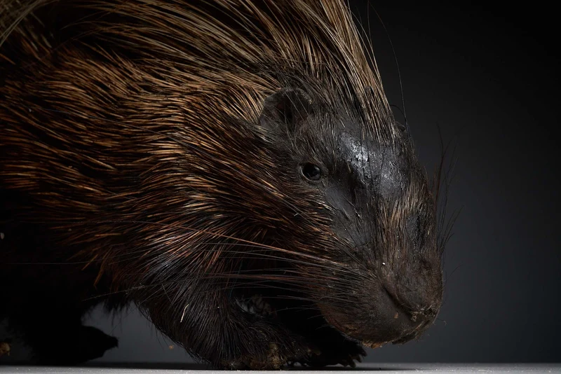 Antique Porcupine Taxidermy Display