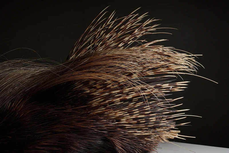 Antique Porcupine Taxidermy Display