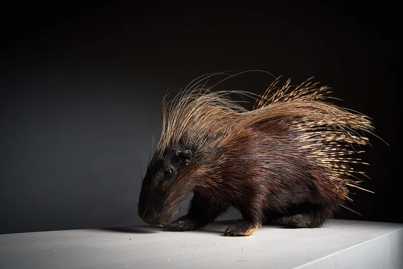 Antique Porcupine Taxidermy Display