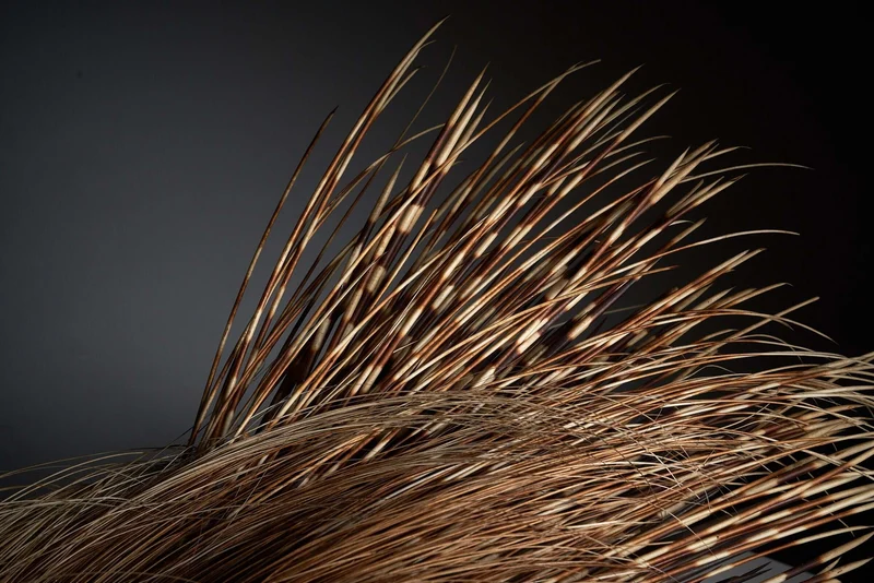 Antique Porcupine Taxidermy Display