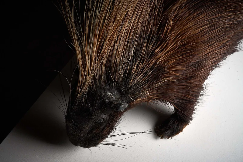 Antique Porcupine Taxidermy Display
