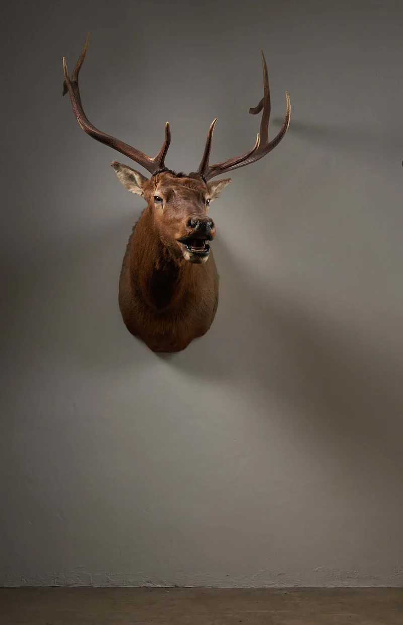 Mounted Deer Head Taxidermy - Brown