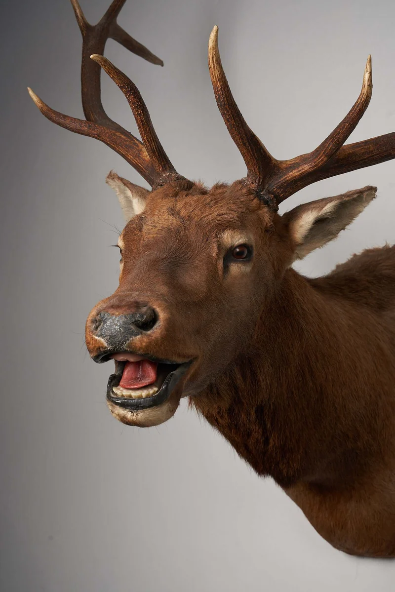 Mounted Deer Head Taxidermy - Brown
