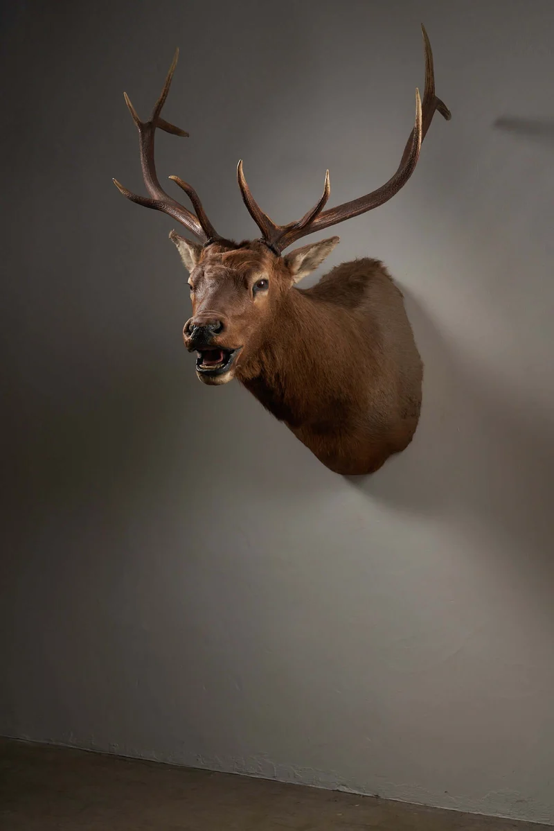 Mounted Deer Head Taxidermy - Brown