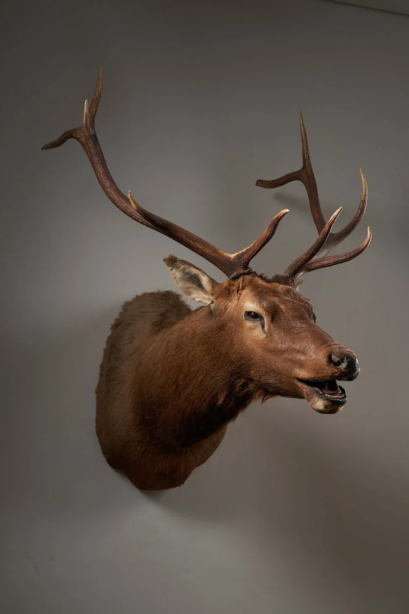 Mounted Deer Head Taxidermy - Brown