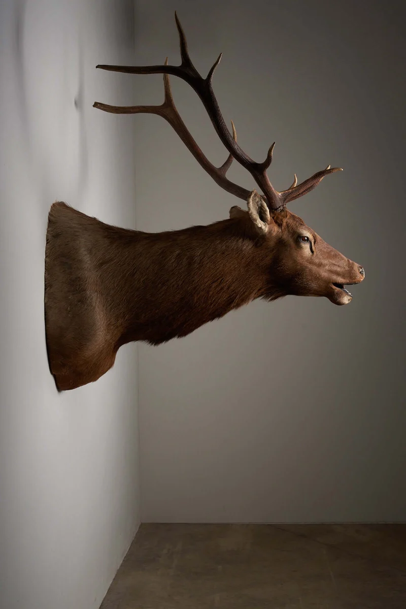 Mounted Deer Head Taxidermy - Brown