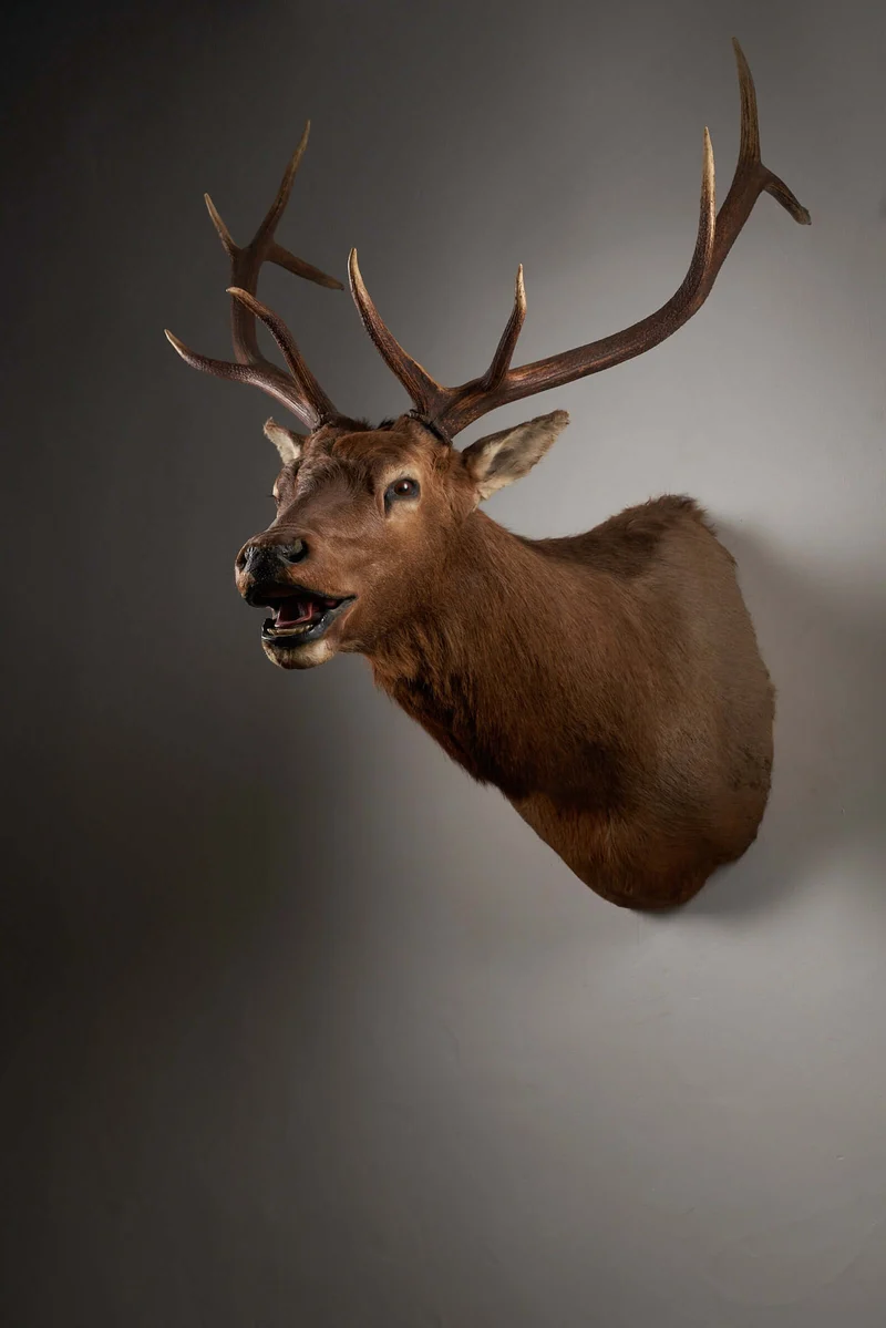 Mounted Deer Head Taxidermy - Brown