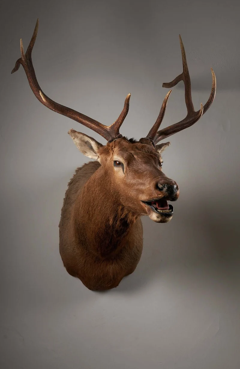 Mounted Deer Head Taxidermy - Brown