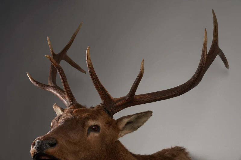 Mounted Deer Head Taxidermy - Brown