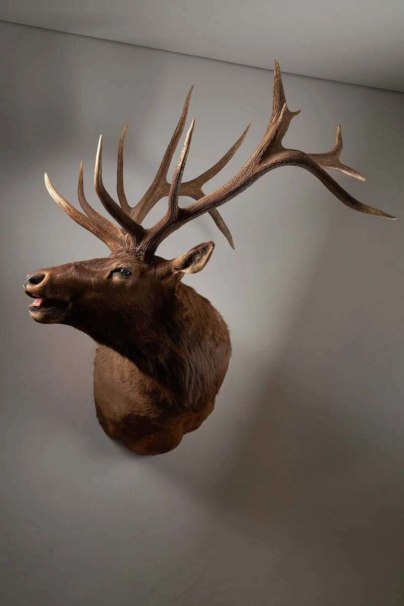 Mounted Deer Head Taxidermy - Brown