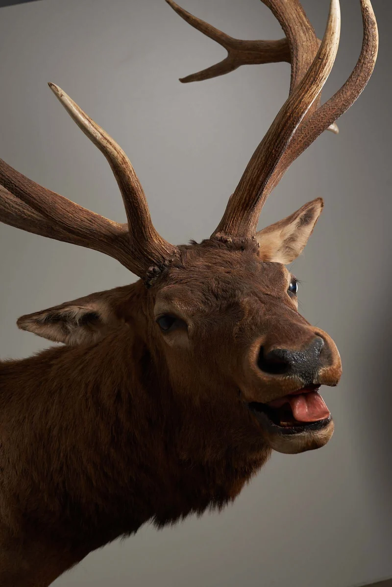 Mounted Deer Head Taxidermy - Brown