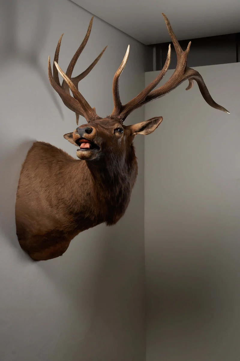 Mounted Deer Head Taxidermy - Brown