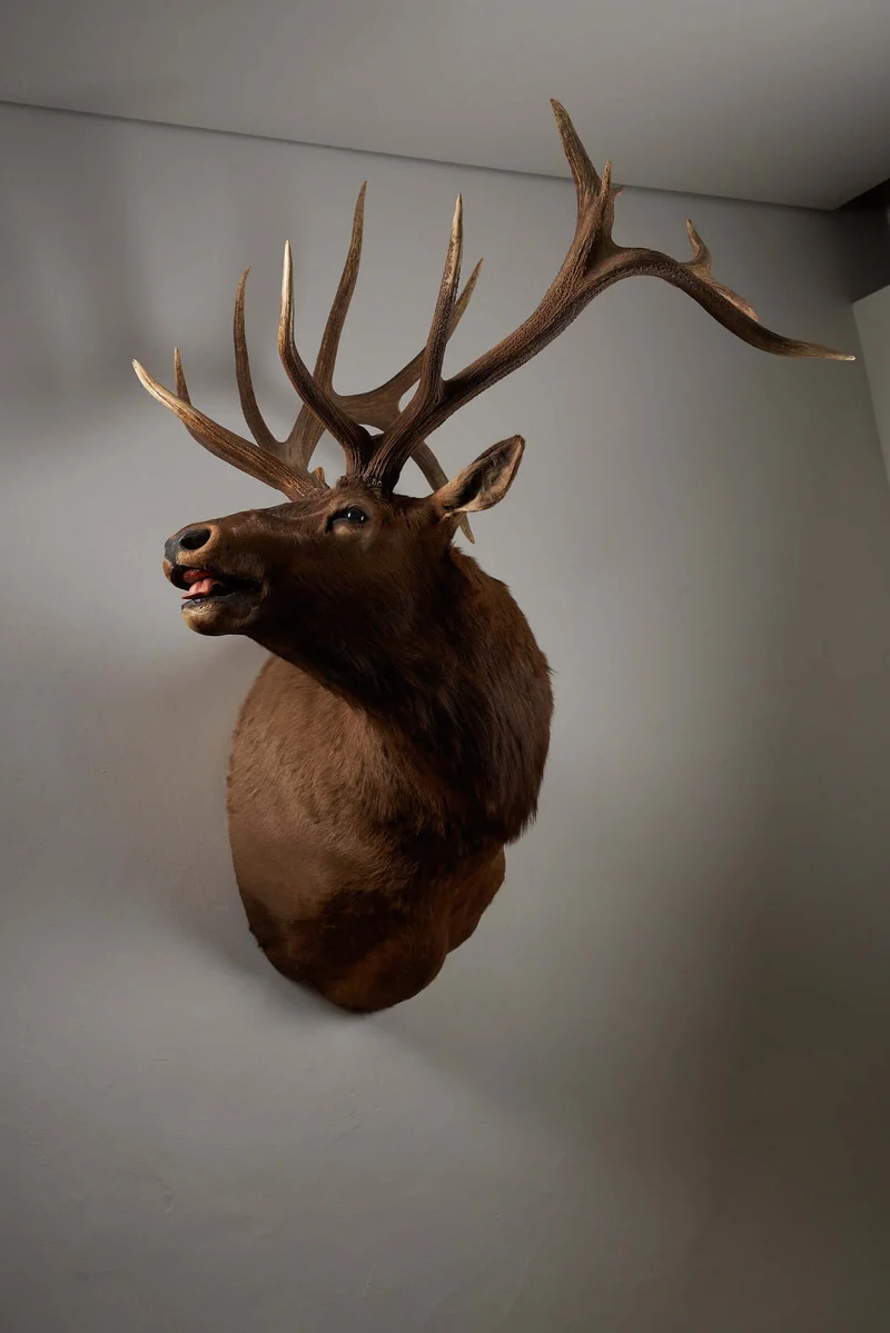Mounted Deer Head Taxidermy - Brown