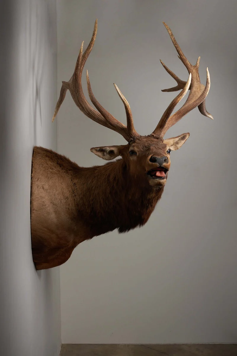 Mounted Deer Head Taxidermy - Brown