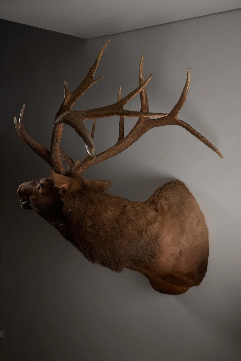 Mounted Deer Head Taxidermy - Brown