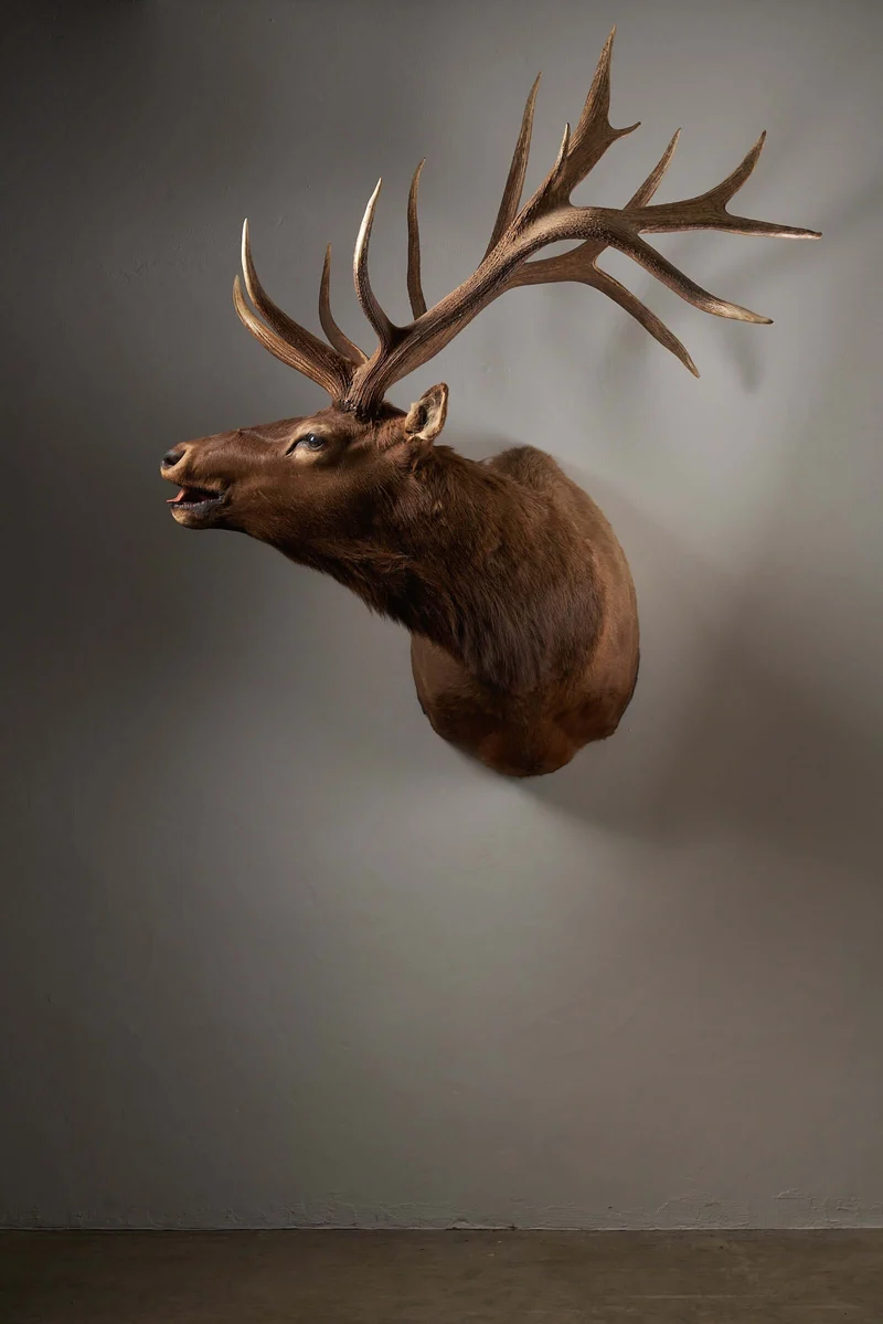 Mounted Deer Head Taxidermy - Brown