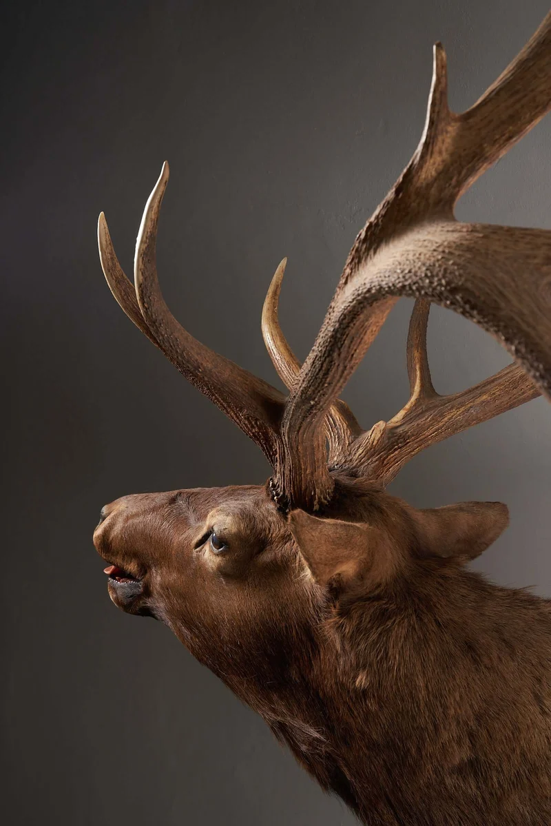 Mounted Deer Head Taxidermy - Brown