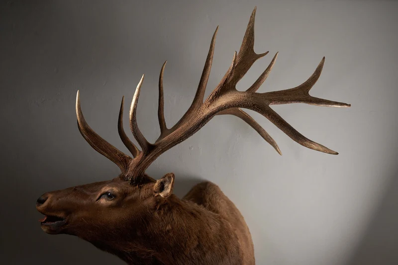 Mounted Deer Head Taxidermy - Brown