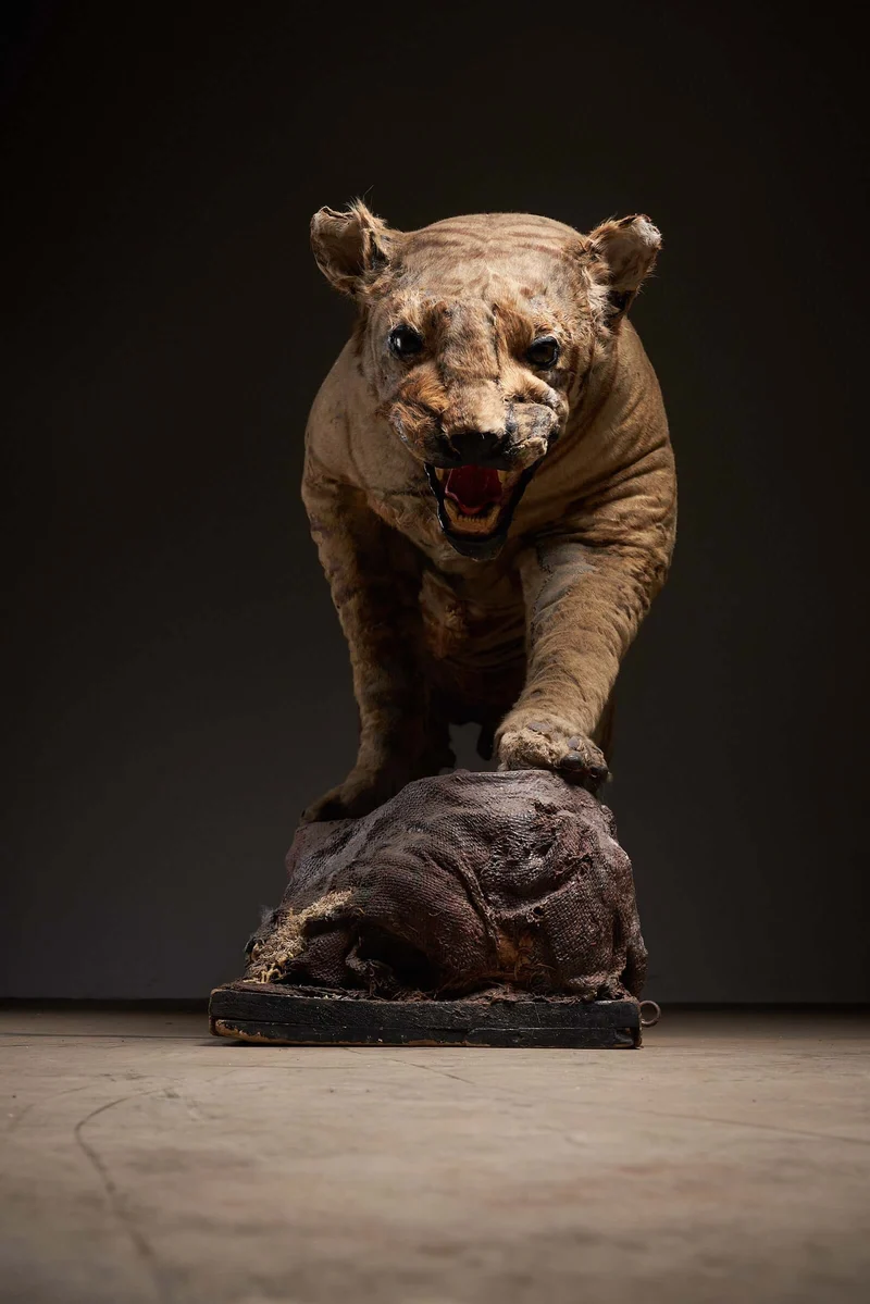 Antique Taxidermy Tiger Display with Prey, Early 20th Century