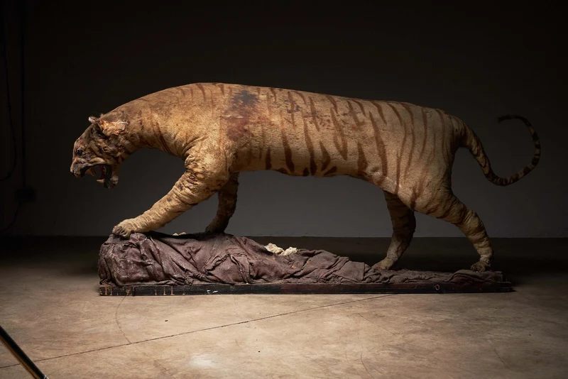 Antique Taxidermy Tiger Display with Prey, Early 20th Century
