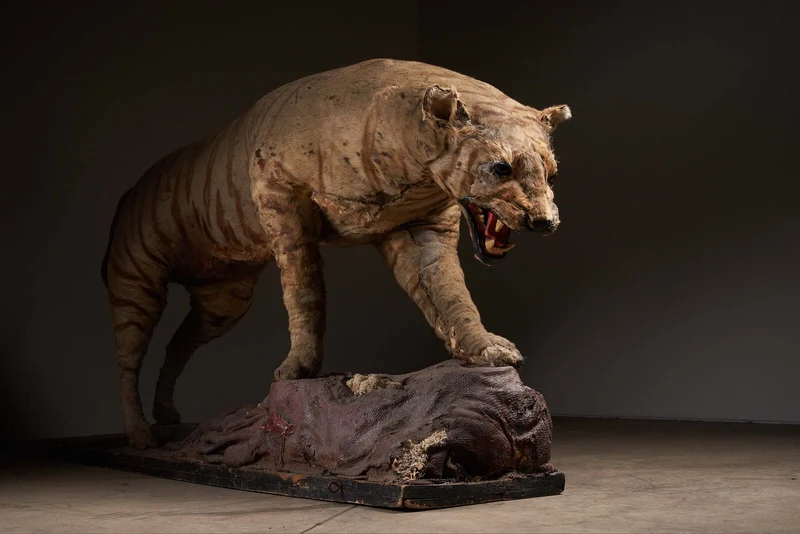 Antique Taxidermy Tiger Display with Prey, Early 20th Century