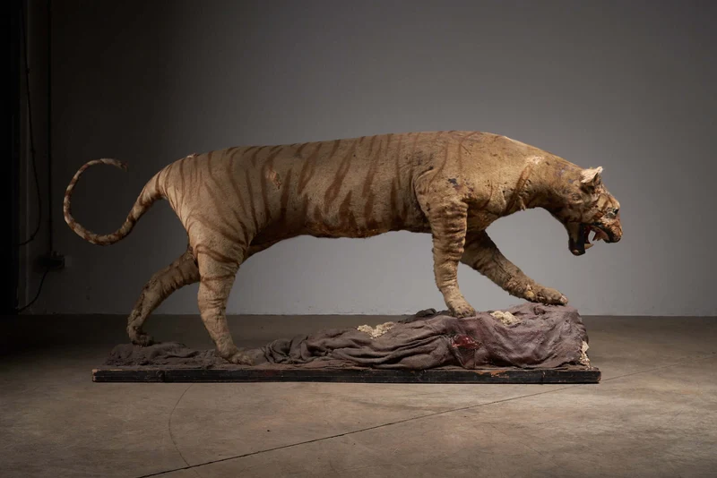 Antique Taxidermy Tiger Display with Prey, Early 20th Century