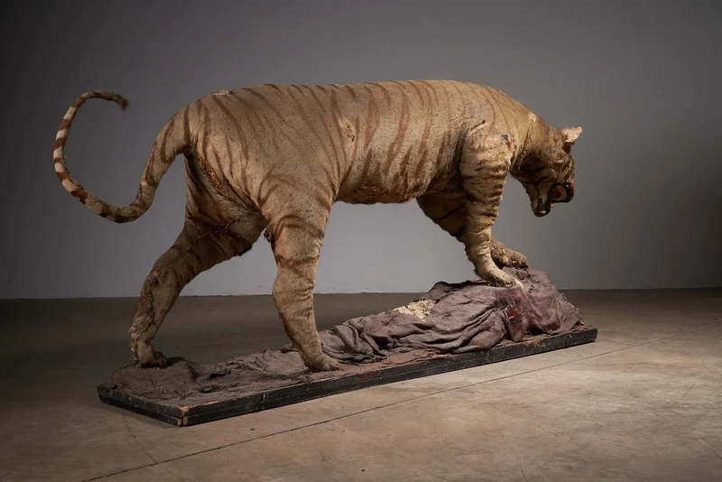 Antique Taxidermy Tiger Display with Prey, Early 20th Century