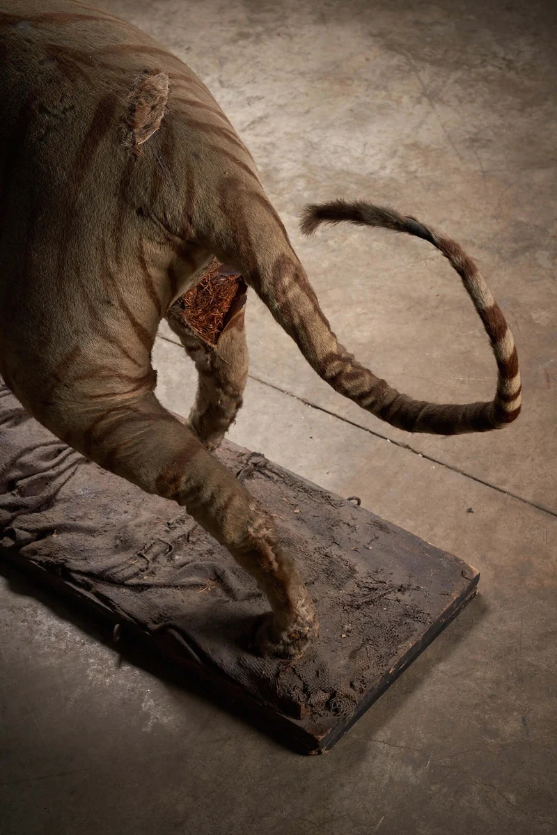 Antique Taxidermy Tiger Display with Prey, Early 20th Century