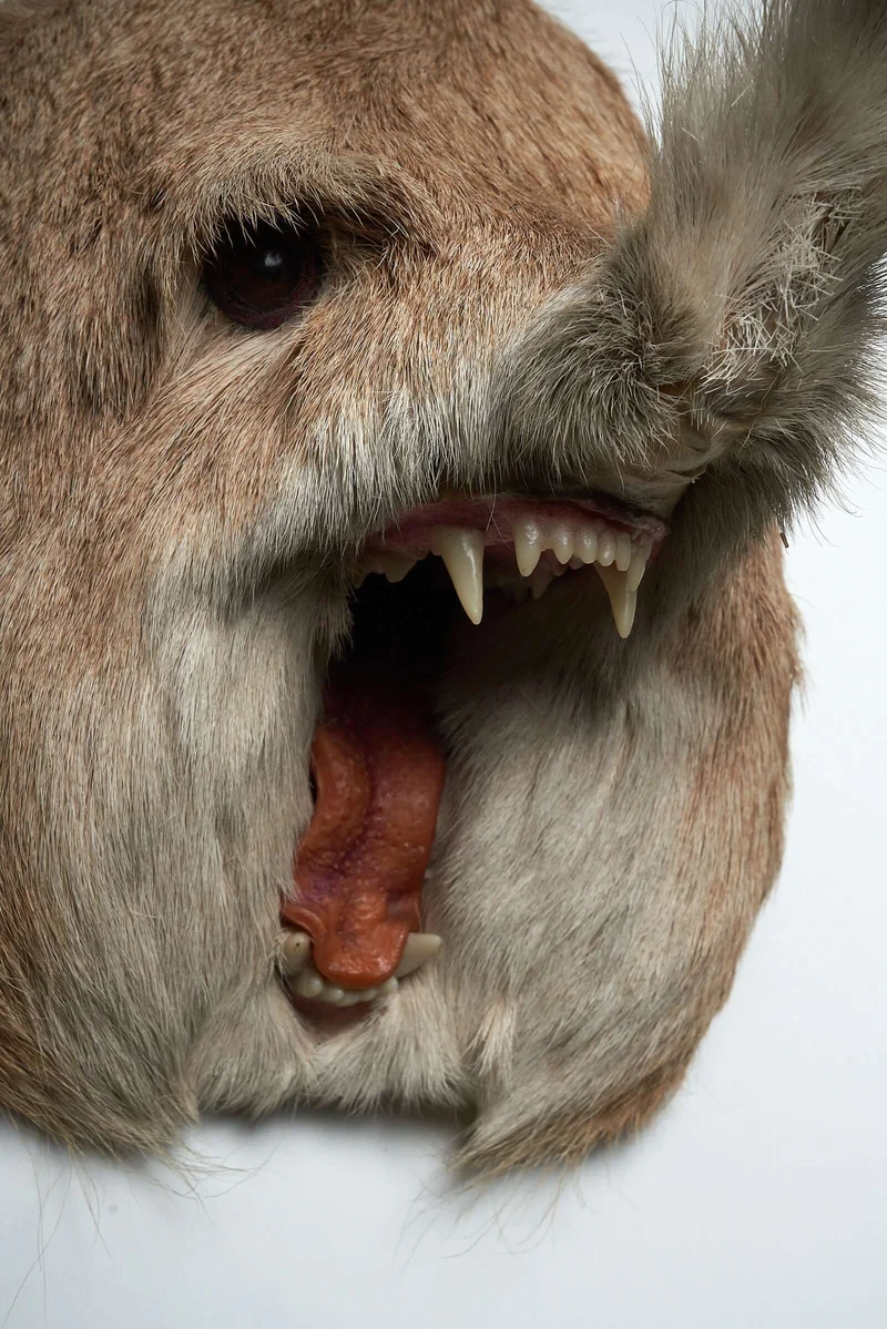 Unique Taxidermy Hybrid Wall Mount – "Slurfie”