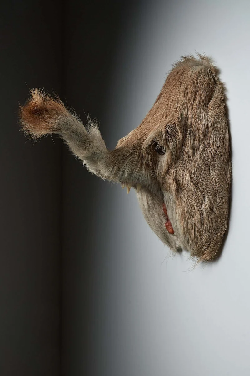 Unique Taxidermy Hybrid Wall Mount – "Slurfie”