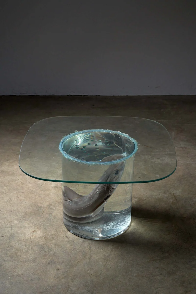 Shark on Formaldehyde Side Table, Taxidermy
