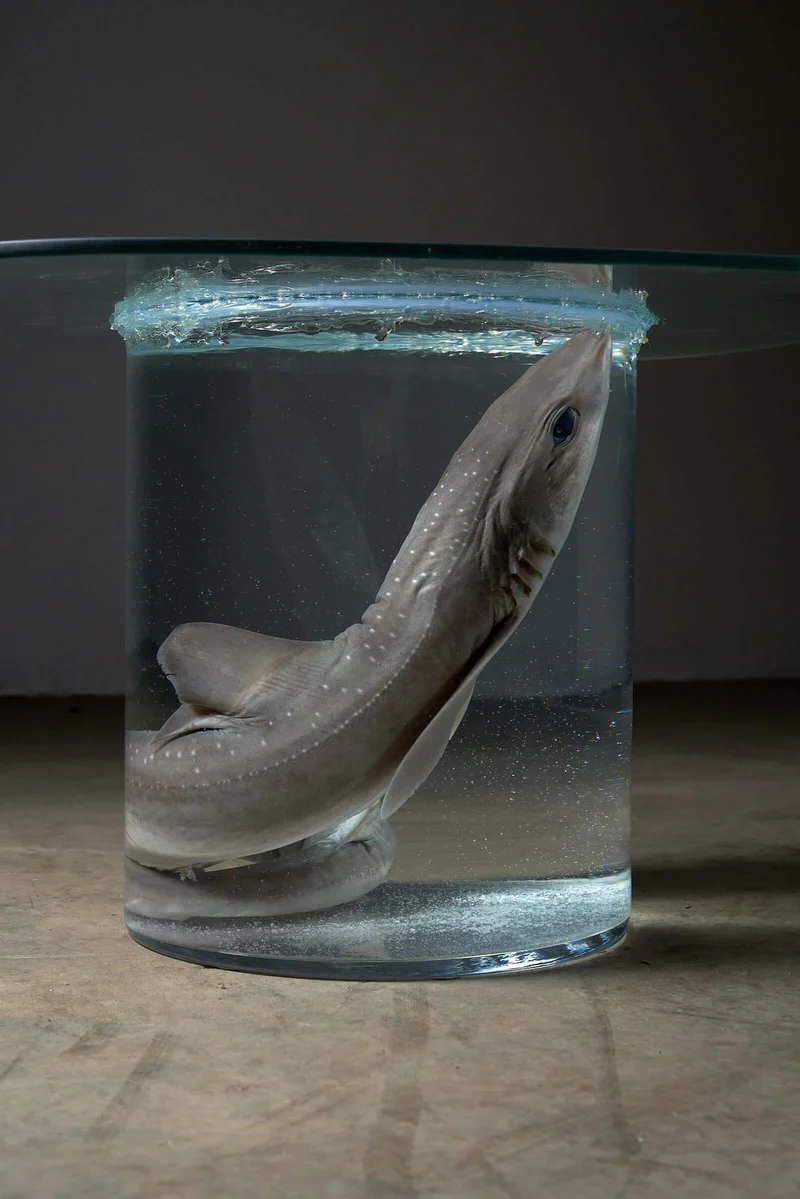 Shark on Formaldehyde Side Table, Taxidermy