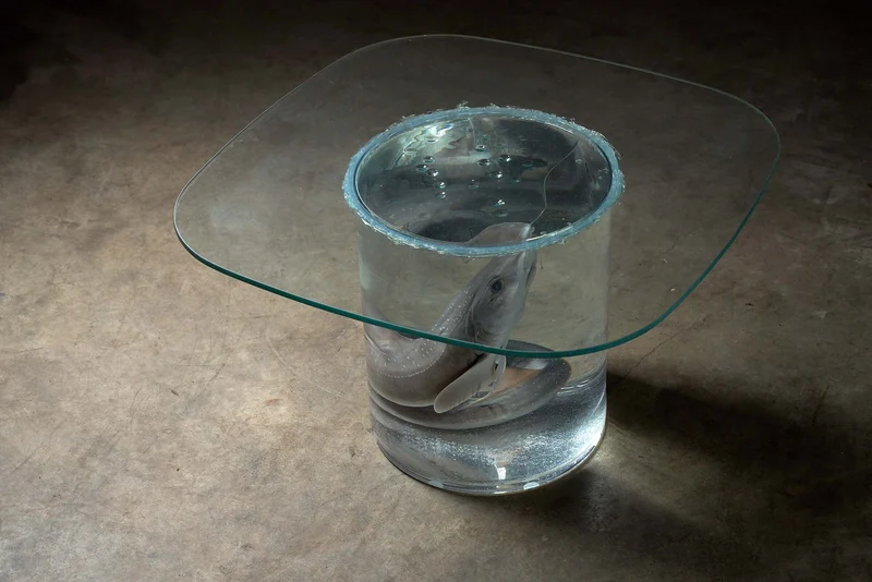 Shark on Formaldehyde Side Table, Taxidermy