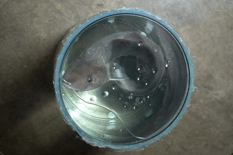 Shark on Formaldehyde Side Table, Taxidermy