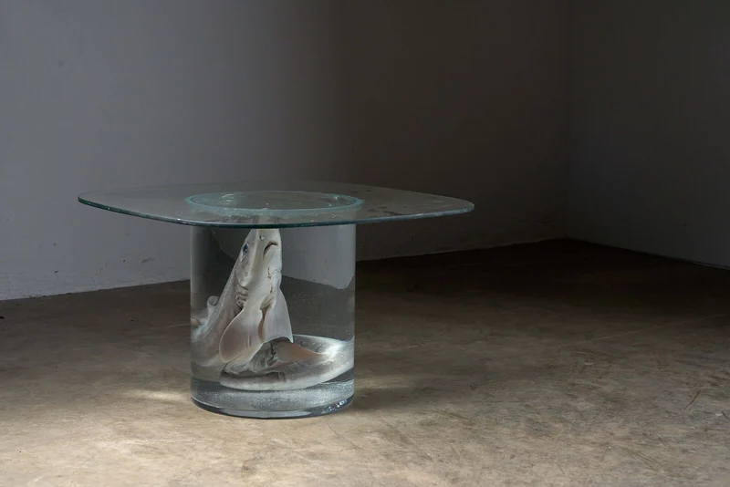 Shark on Formaldehyde Side Table, Taxidermy