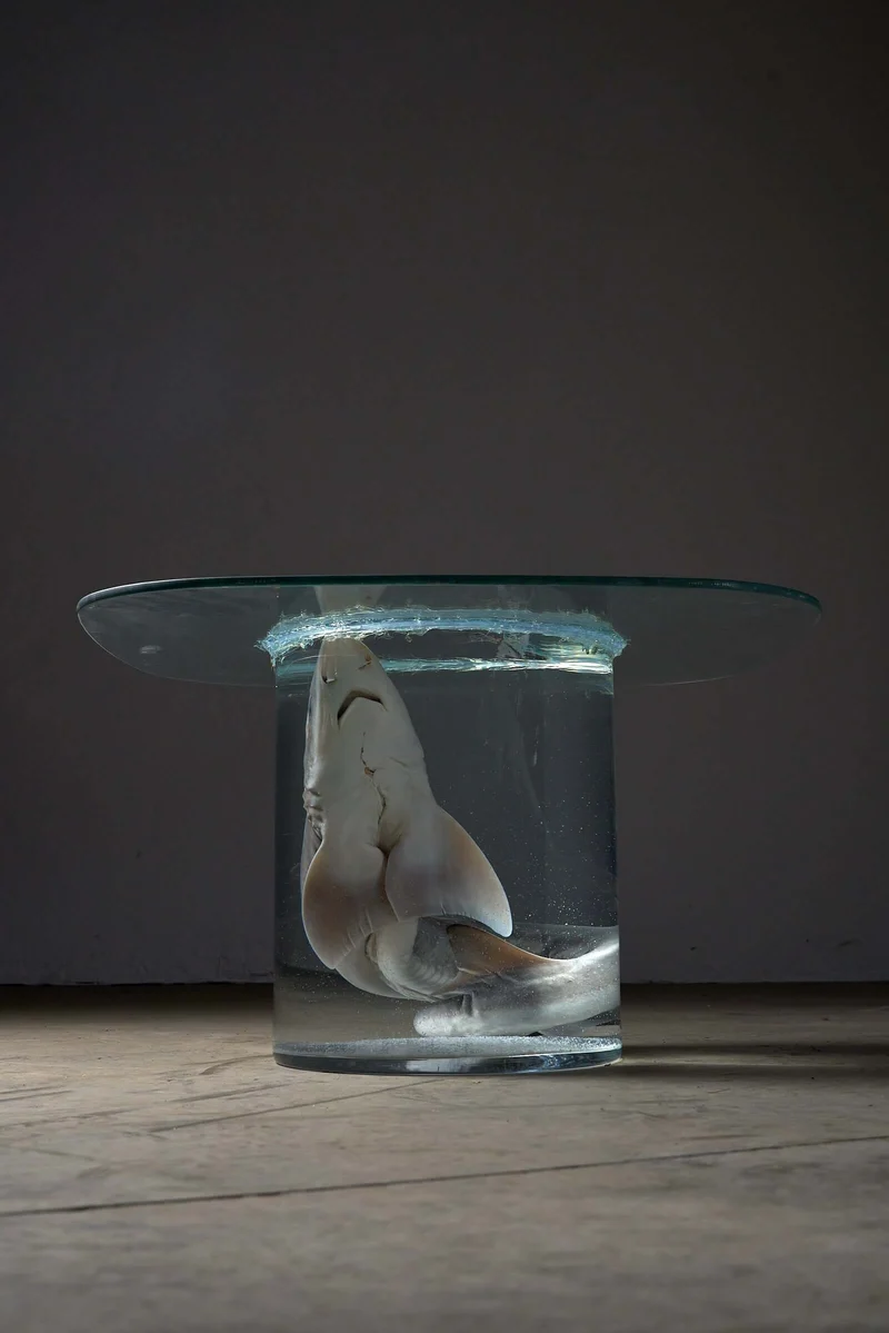 Shark on Formaldehyde Side Table, Taxidermy