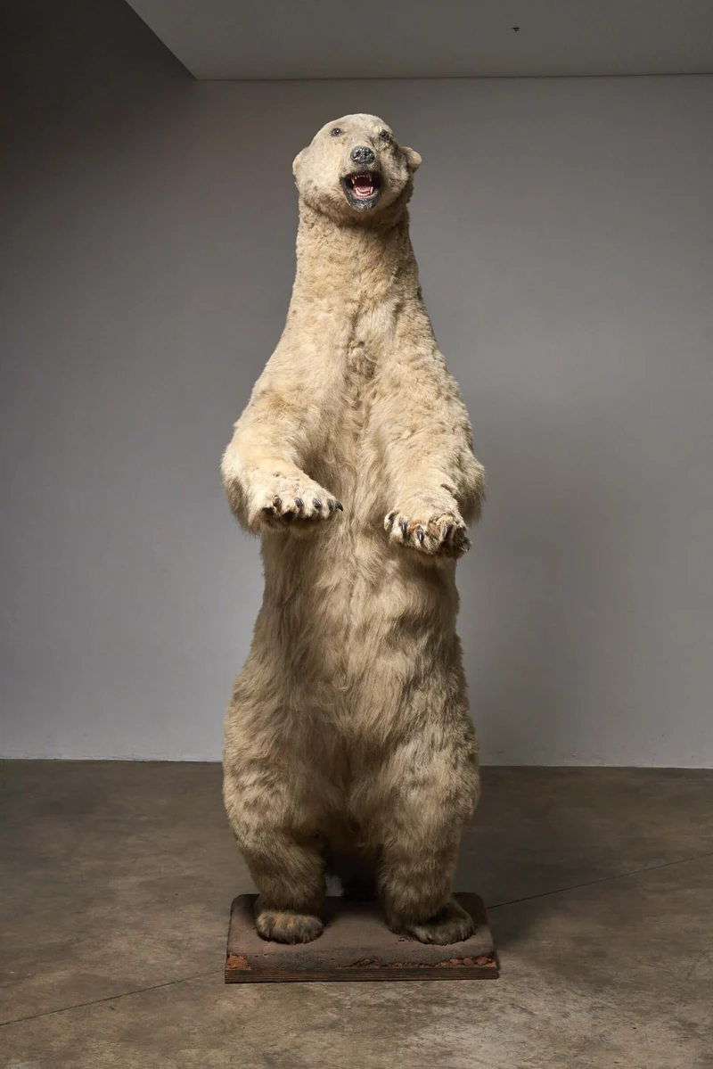 Taxidermy Polar Bear