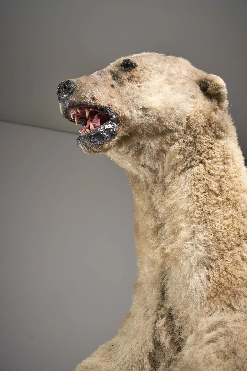 Taxidermy Polar Bear