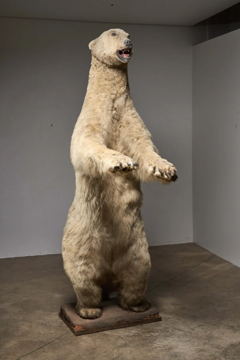 Taxidermy Polar Bear